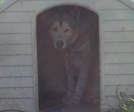 Heartbroken And Severely Neglected Pup Was So Afraid Of People She Never Left Her House