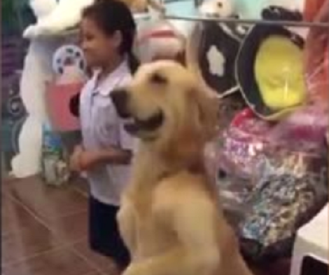 Adorable Pup Learns A Cute New Trick And You Won't Believe It!