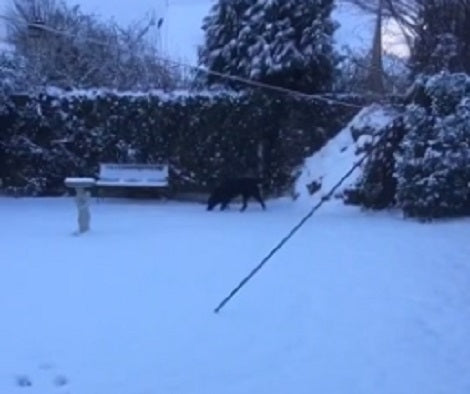 Adorable Pup Thinks He's A Horse When He Sees Snow For The First Time!