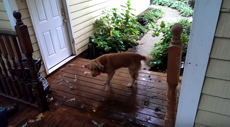 Adorable Pup Does The Happy Dance When He Finds His Favorite Toy!