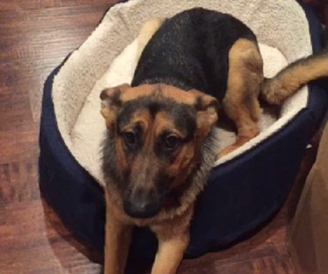 This Guilty Pup Is Unable To Hide Her Shame! See What She Did!