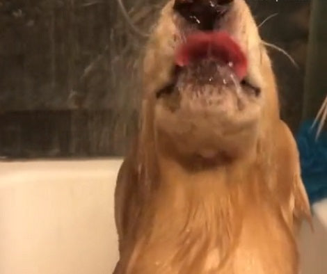 Wait Till You See How This Pup Takes A Shower Like A Boss!