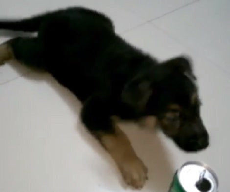 Adorable Pup Gets Afraid Of A Can, And His Reaction Is Unbelievable!