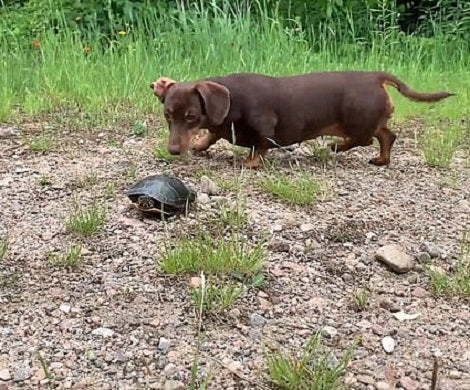 This Dog Came Across A New Reptile Friend, Then Immediately Lost Her Mind!