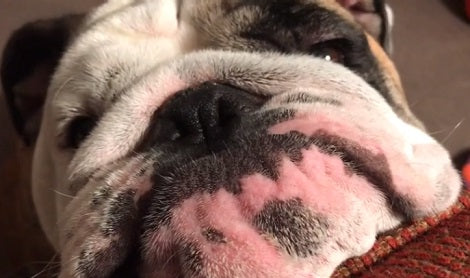 Adorable Pup Pulls Puppy Eyes To Let Dad Know That It's Time For His Beauty Sleep!