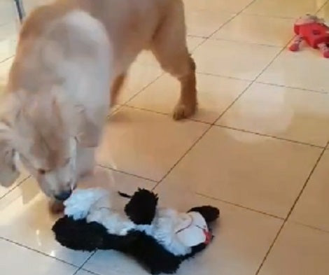 This Adorable Pup Thinks His Toy Is Alive! His Reaction Is Just Too Epic!