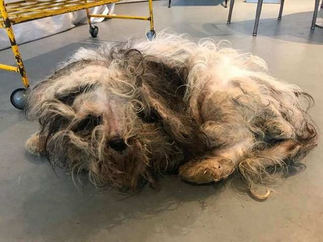 This Stray Pup Was So Severely Matted That Even Rescuers Were Heartbroken To See His State