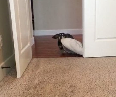 This Adorable Pup Likes To Take Her Bed Wherever Her Family Is!