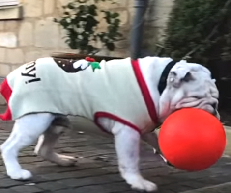 This Adorable Pup Is About To See Snowfall For The Very First Time!
