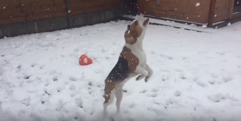 Have You Seen Your Pup Catching Snow In Slow Motion? Check This Out!