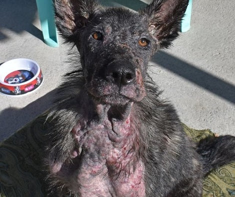 Terrified Pup Gets An Incredible Transformation After Just Two Weeks Of TLC