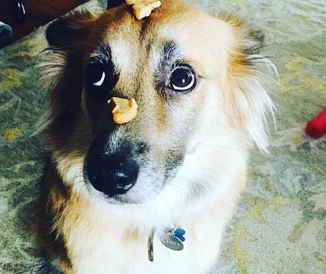 Heartbroken Pup Says His Final Goodbye To His Best Friend Who Passed Away