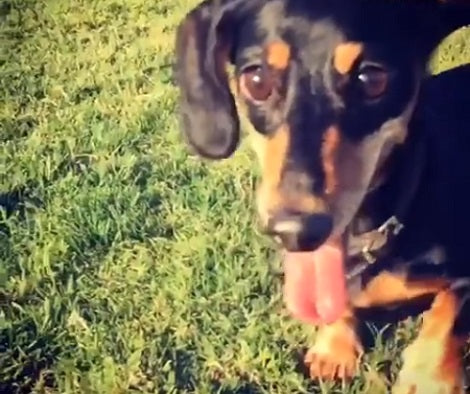 Adorable Pup Having Fun Catching Tennis Ball On The Grass... In Slow-Mo!