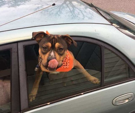 Woman Working At Drive-Thru Coffee Shop Always Takes Photos Of Pups Who Visit Her!