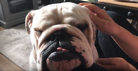 This Adorable Pup Has Had A Grumpy Sunday And You'll Want To See This!