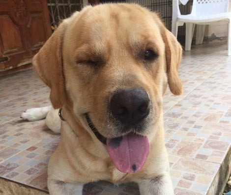 Lonely Pup Misses His Best Friend So He Escapes His Yard To Get A Hug From Him!