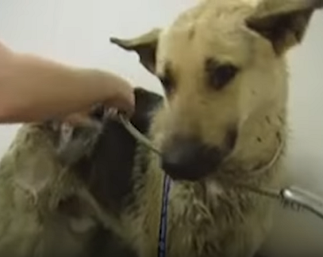 Neglected Pup With A Massive Tumor Gets A Second Chance To Life