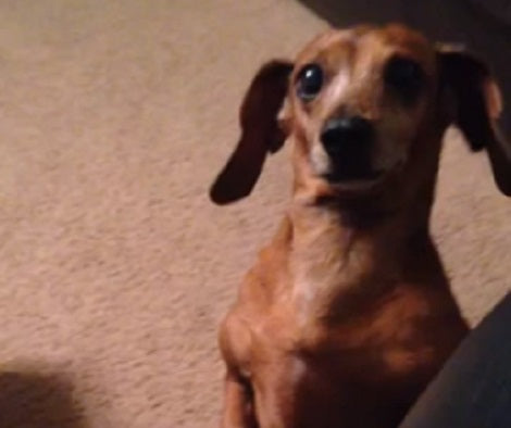 Wait Till You See How Hilarious This Pup's Identity Crisis Is!