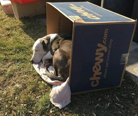 Abandoned Pup Trying To Keep Warm In A Box Finally Finds A Family That Loves Her