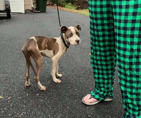 Heartbroken Pup With A Plastic Bag Tied Around Her Neck Gets A Second Chance To Life
