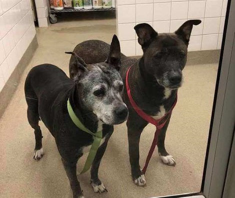 Petco Workers Left Heartbroken After Someone Abandoned Senior Pups In Store Bathroom