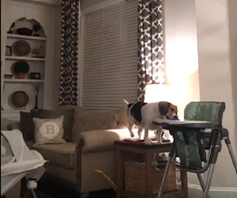 Watch How This Adorable (And Sneaky) Pup Steals Food From Baby's High Chair!