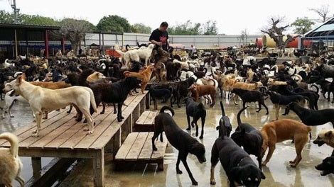 Loving Family Devotes Their Lives To Care For 3,000 Stray Pups