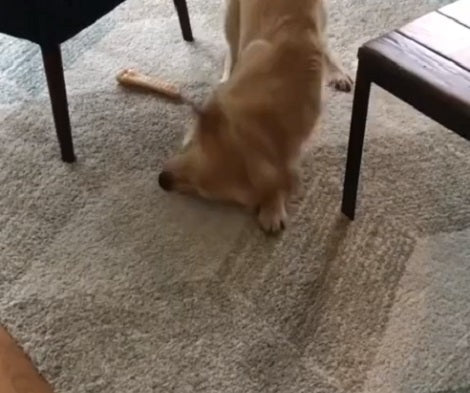 This Pup Has A Rather Hilarious Way To Dry Himself After A Nice Shower!