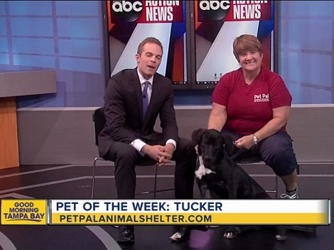 This Adorable Pup Needs A Forever Loving Home - Can You Help?