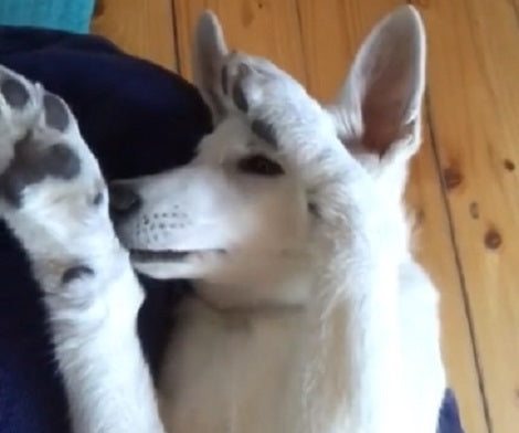 The Sound This Adorable Pup's Making Is Going To Melt Your Heart!
