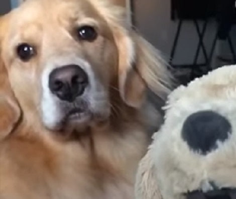 Watch How This Adorable Pup Gets Jealous Of A Stuffed Toy!