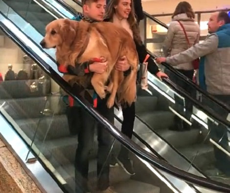 Adorable Pup Gets Carried By Dad Down The Escalator!