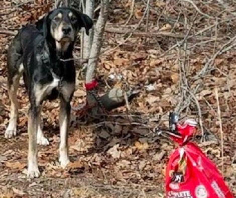 Abandoned Dog Tied To A Tree With A Note Finds A Second Chance To Life