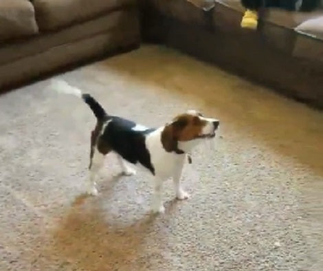This Adorable Pup Knows Exactly How to Play With Mommy Indoors!