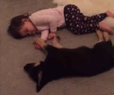 Watch How This Adorable Little Pup And Toddler Sleep Peacefully Together!