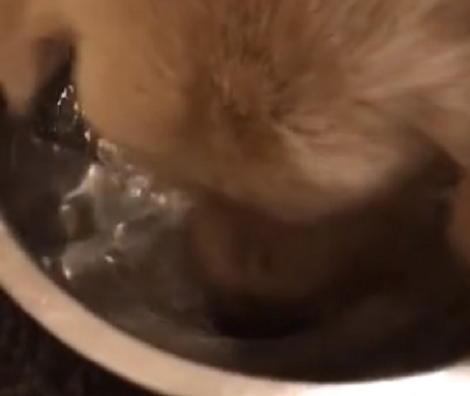 Puppies Can Get A Little Messy, But You Have To Watch This One!
