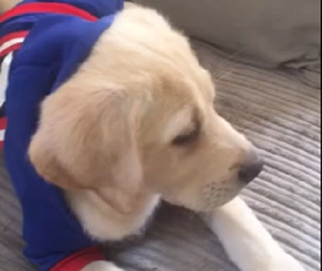 This Adorable Pup Is Wearing A Captain America Hoodie! Watch His Reactions!