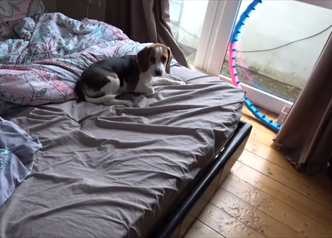 When You Hear This Adorable Pup Try To Howl Your Heart Is Going To Melt