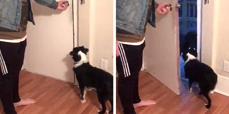 Neighbor's Pup Knocks On The Door To Ask If His Friend Can Come To Play!