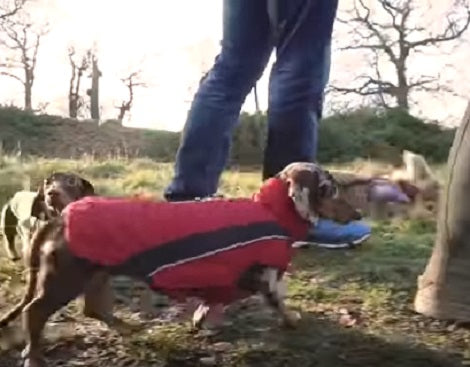 If You Love Dachshunds, This Adorable Video Is Going To Make You Smile!