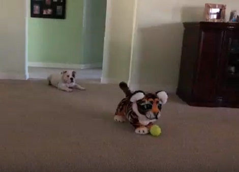 Watch How This Adorable Pup Reacts After Seeing A Cat Toy!