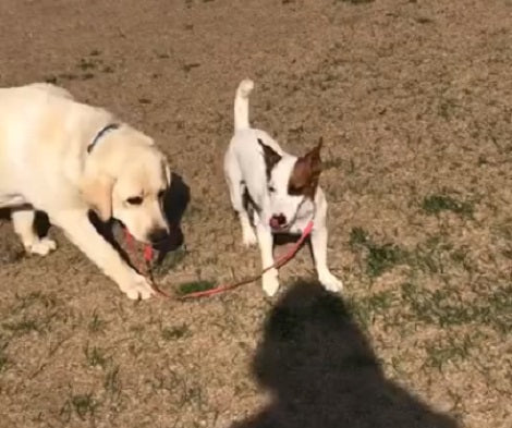 Watch How This Adorable Pup Walks His Sibling On A Leash!