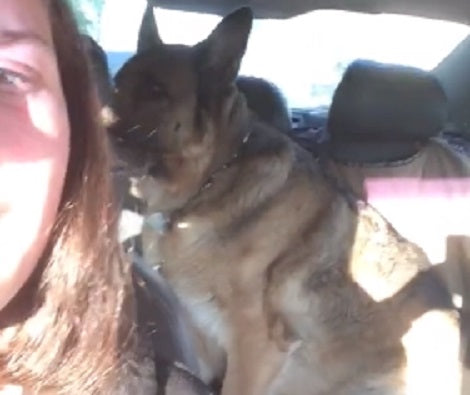 Have You Ever Heard A Pup Back Talking?! This Is Going To Make You Laugh!