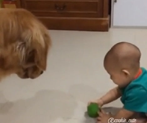 Watch How These Two Fight Over A Ball! But There's A Twist - They Fight And Share!
