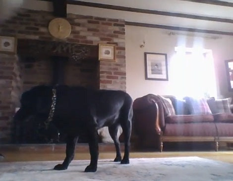 How Long Does It Take For A Pup To Eat A Fruit Paste? Check This Out!