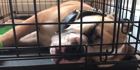 This Pup Is Fast Asleep - But Keep An Eye On His Eyes! Awww! He's Dreaming!