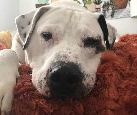 Adorable Pup Looking For A Forever Loving Home Gets An Office Parody!