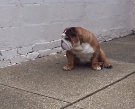 This Adorable Pup Is Completely Tired And Too Lazy To Play Fetch!