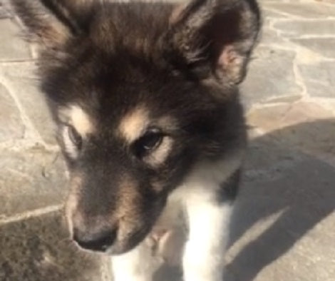 This Adorable Puppy Is Probably The Cutest One You'll Ever See Today!