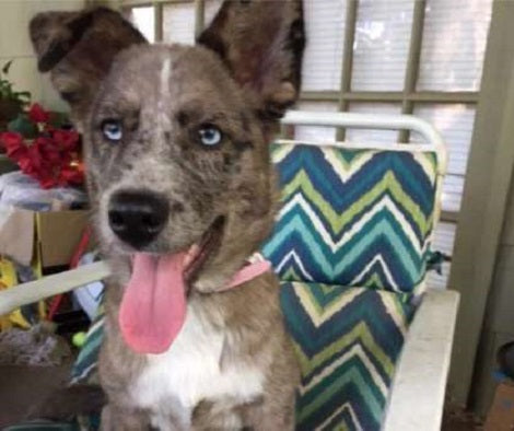 Terrified Lost Pup Can't Believe She's Finally Seeing Her Mommy Again!